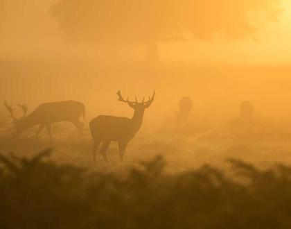 Deer in golden morning mist