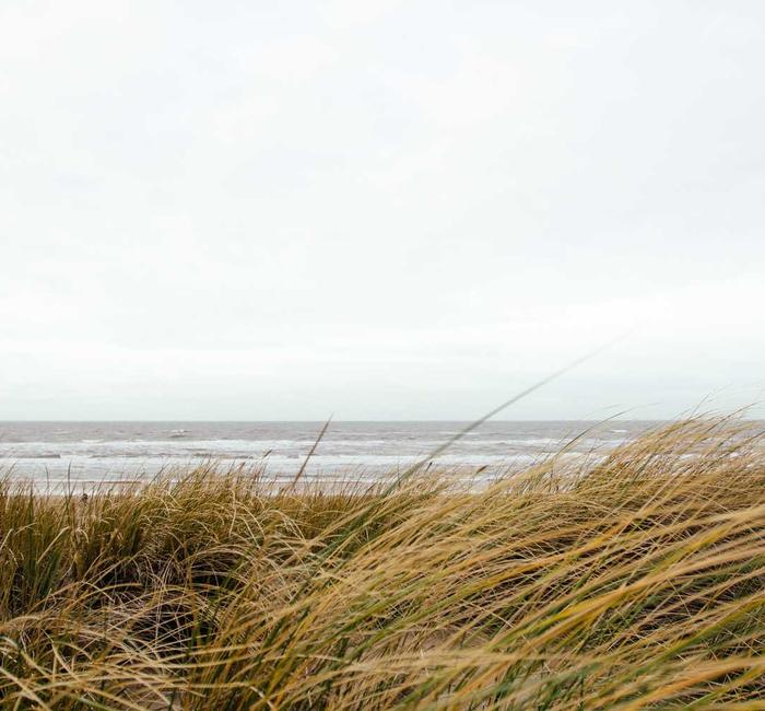 Dune grass on a windswept beach