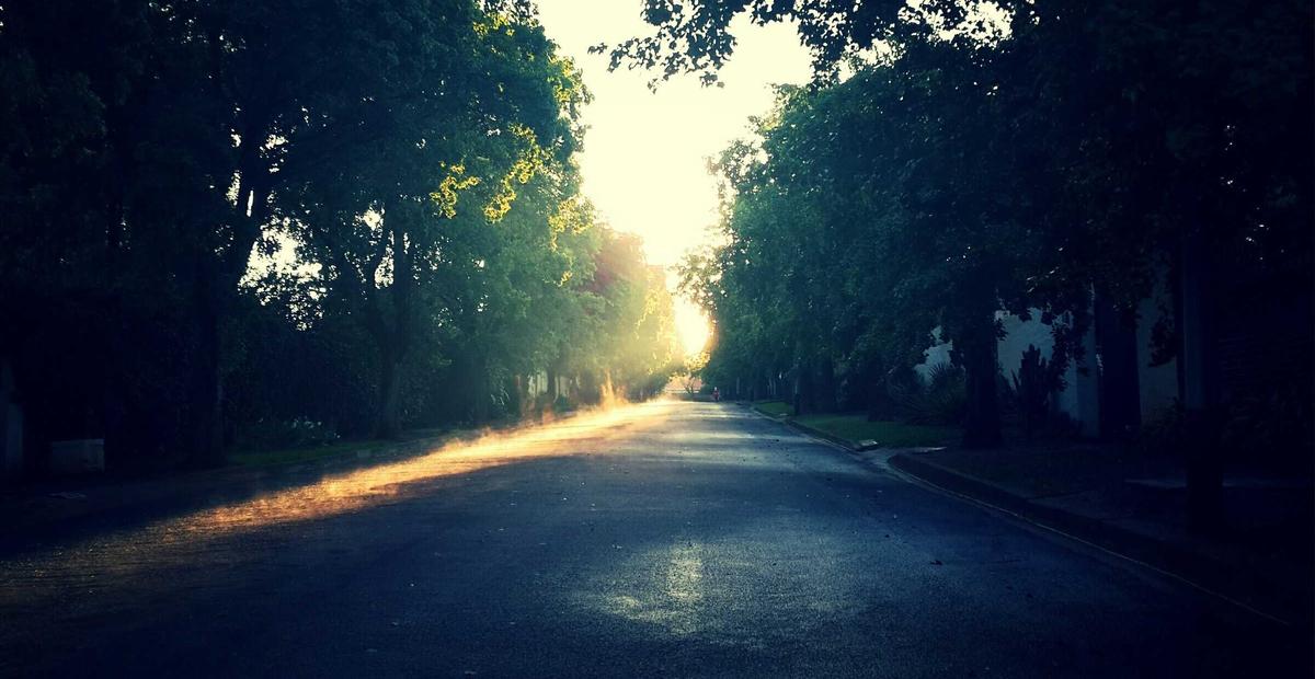 Sunlight through an avenue of trees